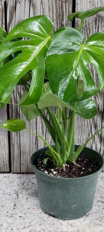 Monstera Deliciosa 6 Inch
