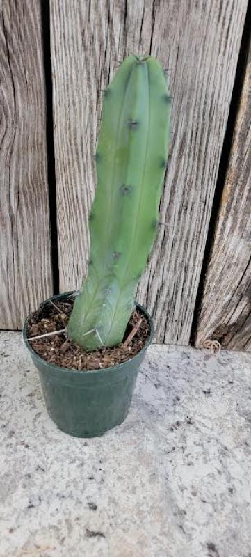 Longfellow's Garden Center - Cactus 4"